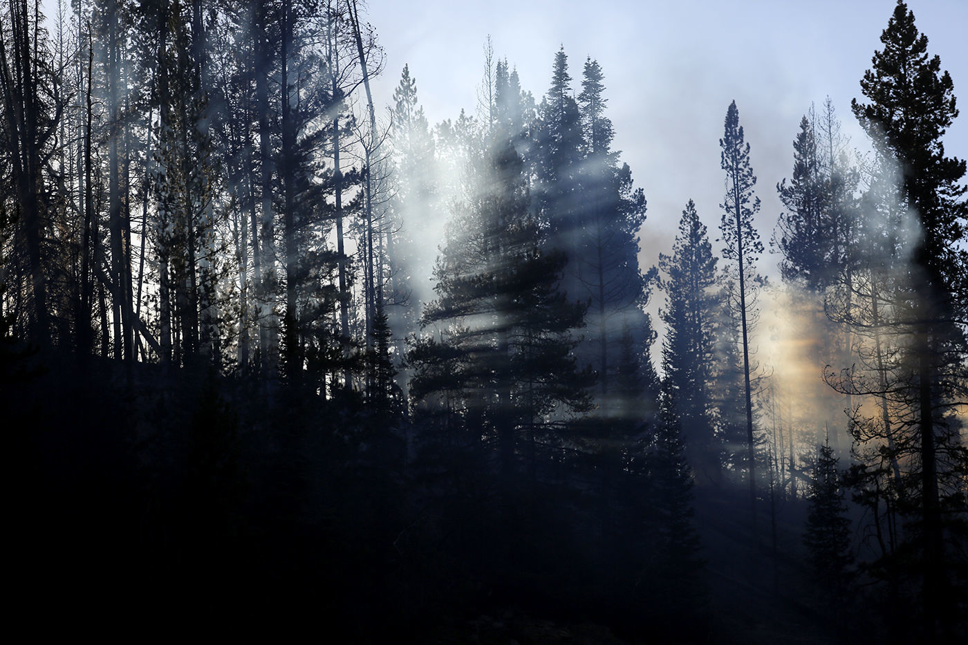 Roosevelt Fire